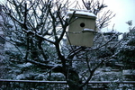 流山に初雪